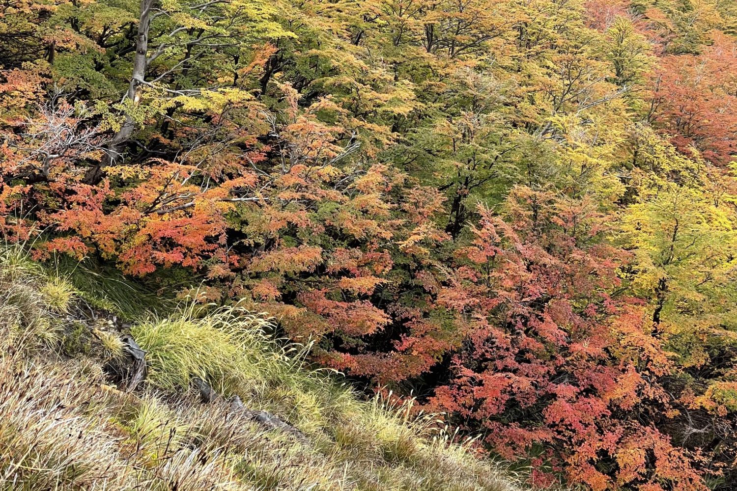 Travessia dos 05 lagos - Bariloche